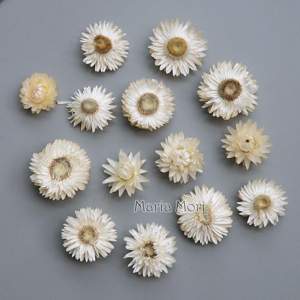 Natural Dried Colorful Chrysan - đánh giá và giá Candle Making Diy