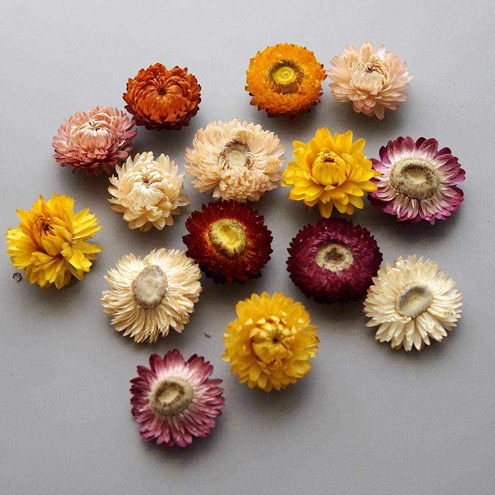 Natural Dried Colorful Chrysan - đánh giá và giá Candle Making Diy