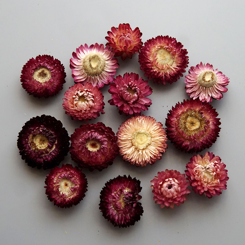Natural Dried Colorful Chrysan - đánh giá và giá Candle Making Diy