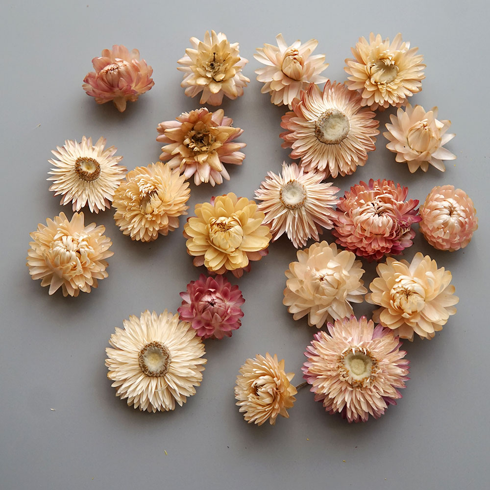 Natural Dried Colorful Chrysan - đánh giá và giá Candle Making Diy